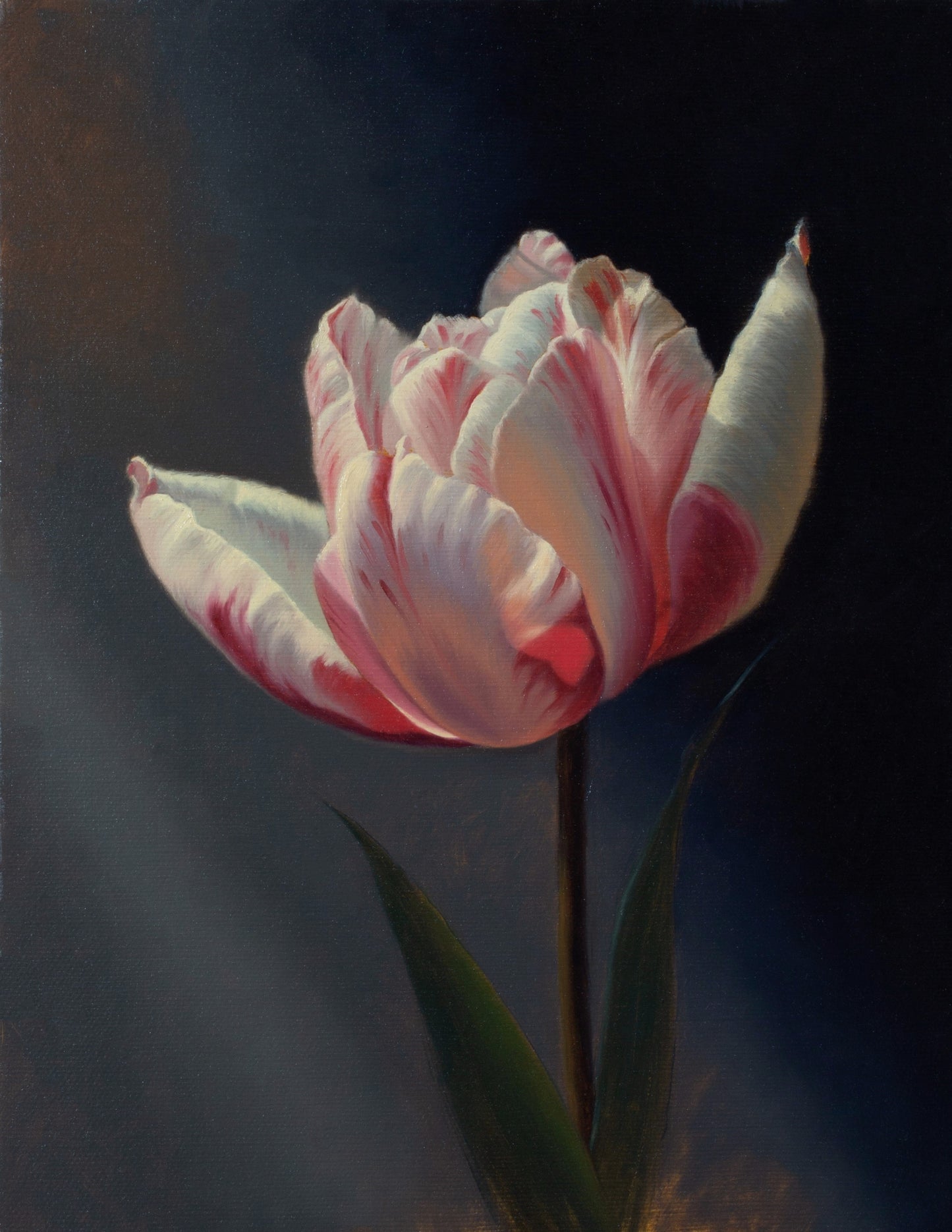 TULIP - Canvas Print 12″×16″